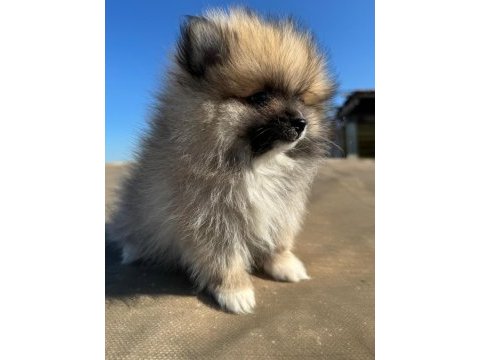 Pomeranian 2 aylık yavrular