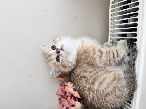 Adanadan golden british shorthair yavrular