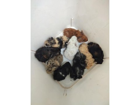 Yavru guinea pigler