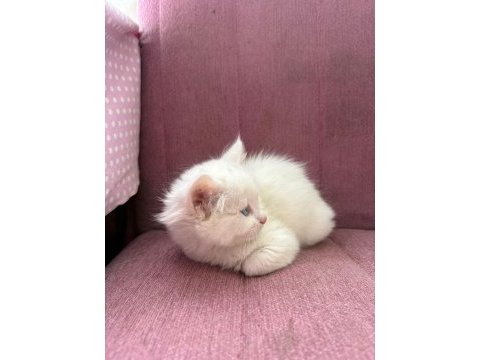 British longhair bebeklerimiz