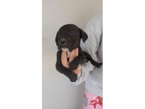 Dev cane corso yavruları