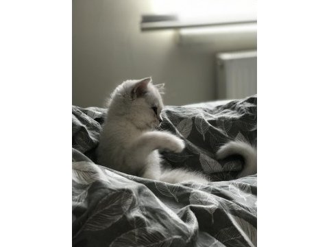 Ns11 silver point british longhair