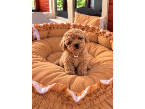 Toypoodle kore kan üst kalite yavrular 