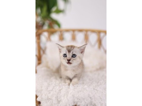 Erkek - dişi british shorthair yavrularımız