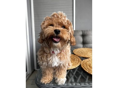 Oya adlı 4 aylık dişi köpeğimize ev arıyoruz