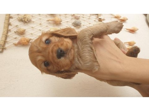 Çok ama çok uygun bayram şekeri cocker köpekler
