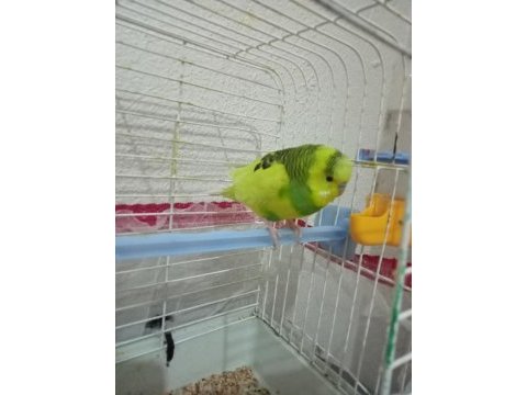Sarı erkek muhabbet kuşu
