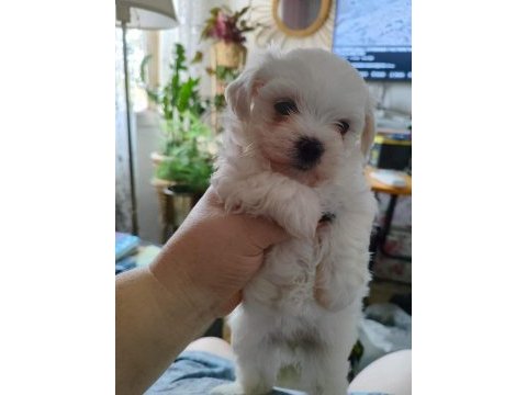 Maltese terrier adrese teslim, kapıda ödeme yapabilirsiniz