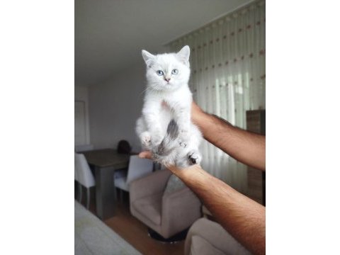 British shorthair dişi uyguna