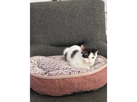 3,5 aylık yavru erkek kedimiz