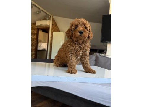 Dişi erkek poodle