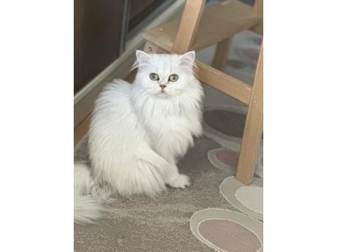 Ücretsiz sahiplendirme british longhair