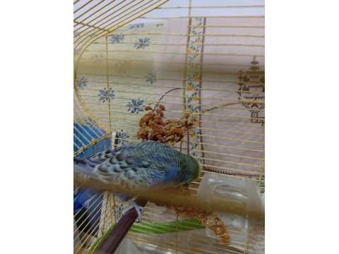 Show jumbo cift sağlıklı bakımlı kuşlar