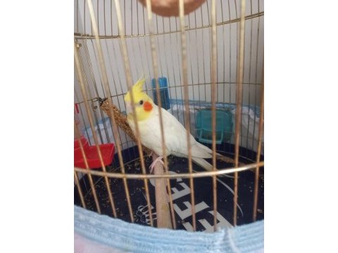 4 yaşında adı carlos erkek sultan papağanı