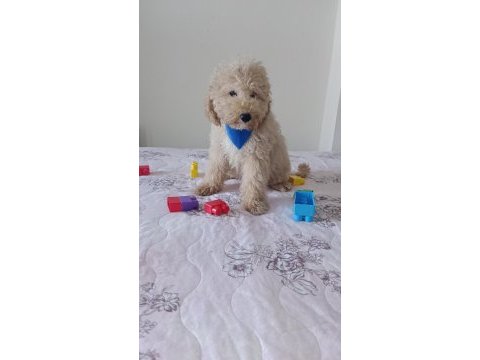 Toy poodle bebeklerimiz yeni yuvasını arıyor tekirdağ
