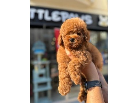 Red brown kore toy poodle bebeklerimiz