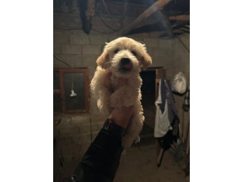 Maltipoo köpekler