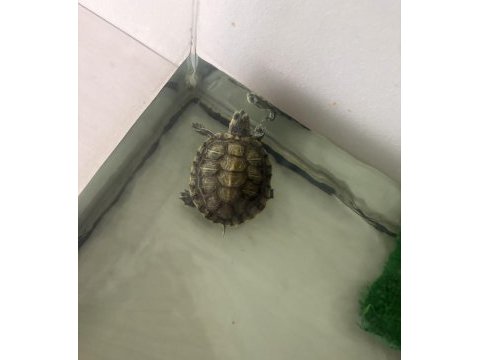 Erkek ve dişi su kaplumbağaları