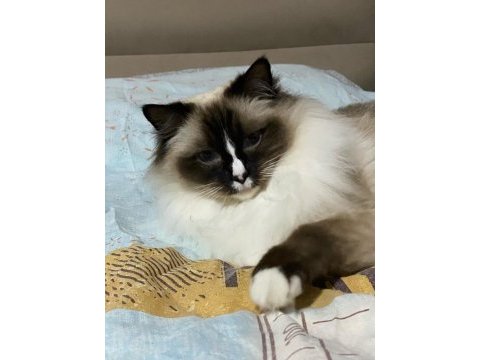 Safkan ragdoll kedimiz