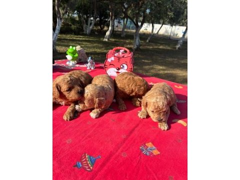 Poodle bebekler