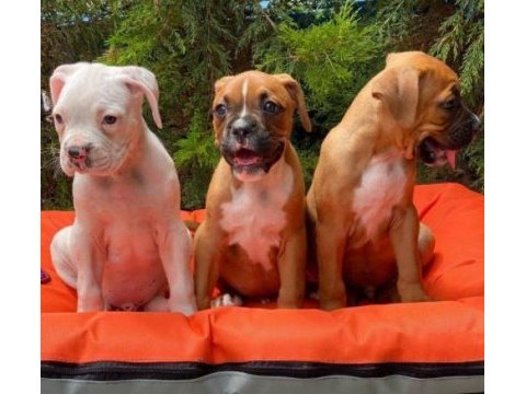 Irk ve sağlık garantili boxer yavrular