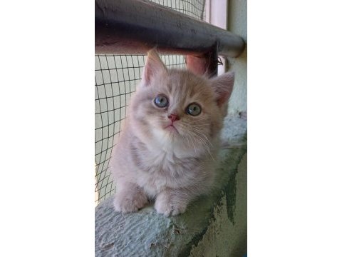 British shorthair 2 aylık dişi