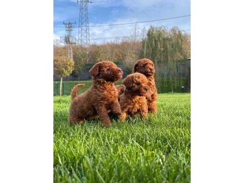 Red brown toy poodle yavruları istanbul