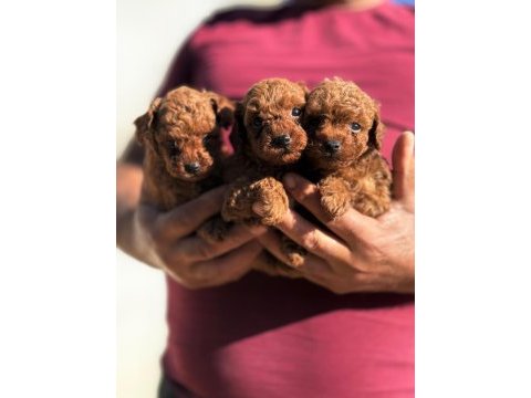 Büyümeyen aşılı wc eğitimli premıum toy poodle