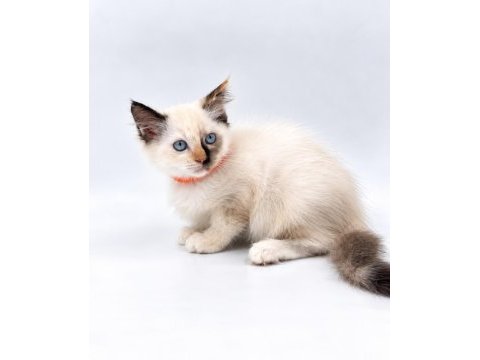 Tortie ragdoll bebekler