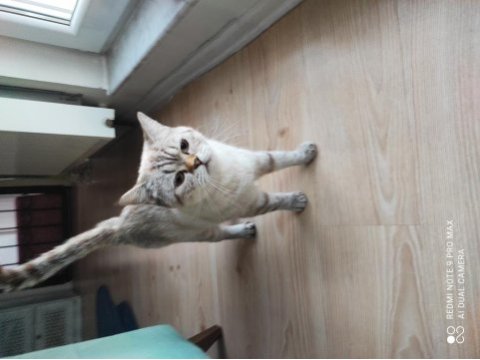 11 aylık british shorthair