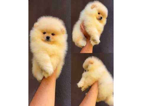 Pomeranian boo yavrular