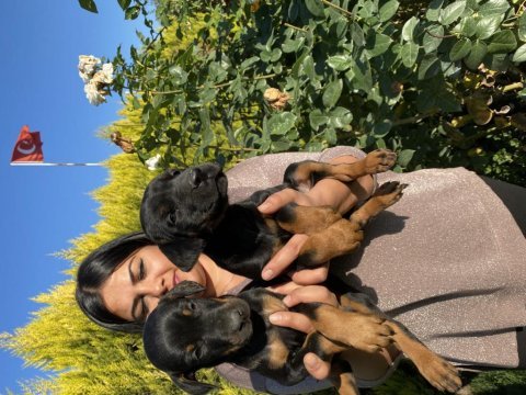Üst kalite king doberman yavrularım