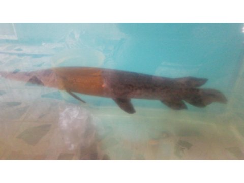 60 cm timsah balığı