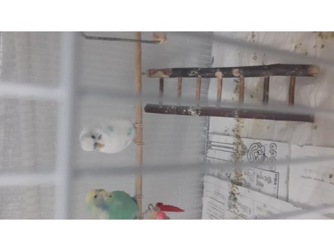 Konuşan erkek muhabbet kuşu