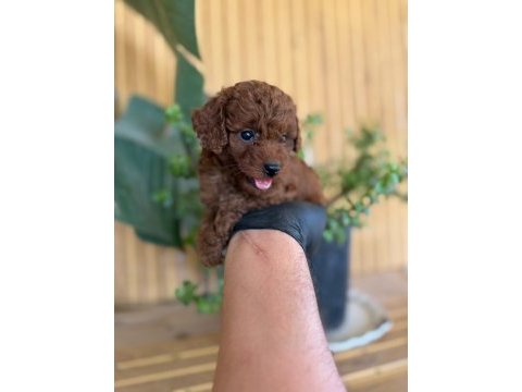 Micro poodle yavruları