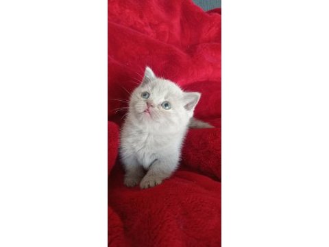 Munchkin (cüce) bebek kediler