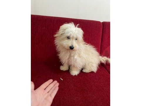 5 aylık maltipoo yavrumuza yuva arıyoruz aşıları tam