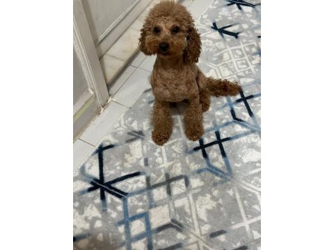 A kalite toy poodle