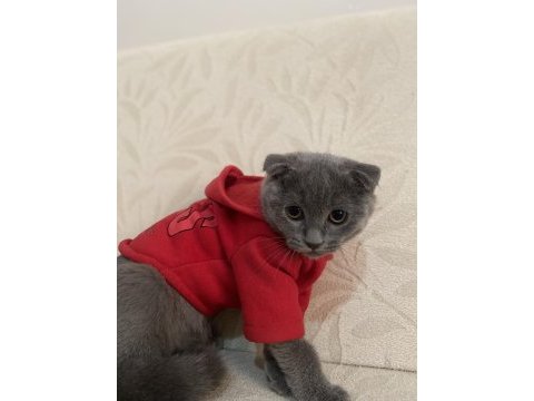80 günlük iç dış paraziti yapılmış dişi scottish fold acil