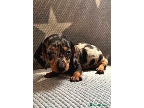 Mini blue merle aşılı garantili dachshund bebeğimiz