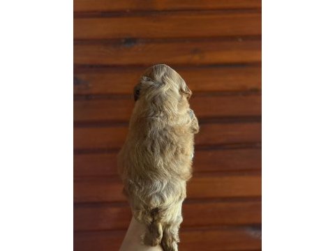 Maltipoo bebekler