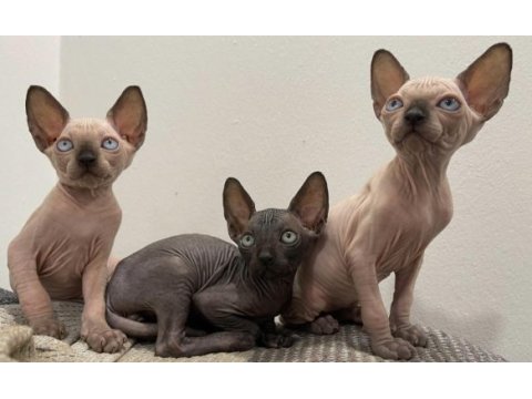 Sphynx sfenks dişi erkek
