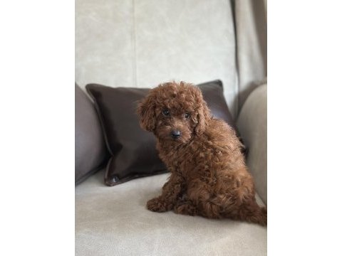 Yüz yapısı muhteşem red toy poodle yavrular