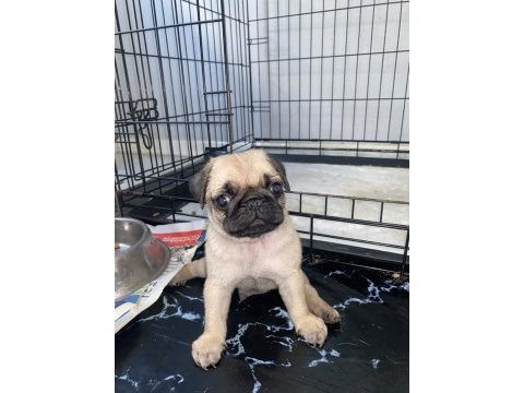 Pug mops erkek yavrumuz