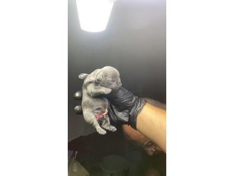 French bulldog 2 günlük