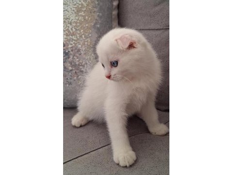 British shorthair scottish bebişlerim
