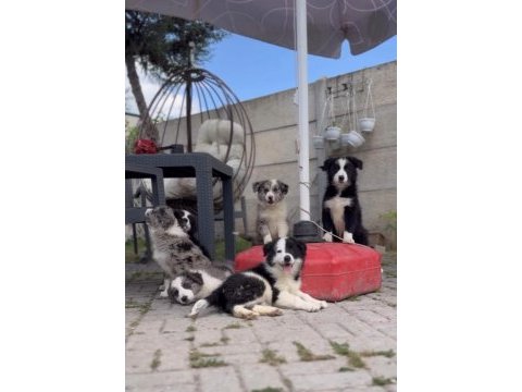 Kaliteli kan hattından border collie yavrular