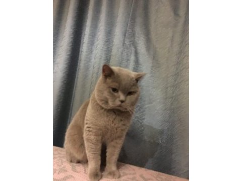 55 günlük yavru british shorthair kediler