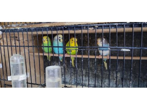 25 adet muhabbet kuşu sahiplendireceğim