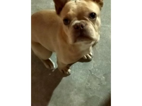 Egzotik 8 aylık dişi french bulldog